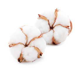 Cotton plant flowers isolated on white background