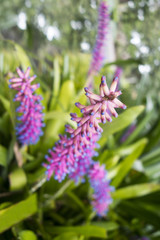 Fototapeta premium bromeliad, pink, flower vivid color