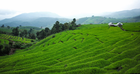 Landscape of the lined Green terraced rice field on the mountain in Mae chaem, Chaing Mai, Thailand.