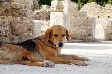 Naklejka na ściany i meble The dog lies on the sidewalk. Mixed breed on the side of the road, against the ruins of the old city.