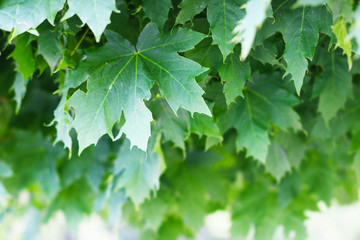 Fototapeta na wymiar maple leaves close-up