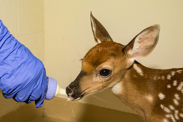 Fototapeta premium Whitetail Deer Fawn Rehabilitation