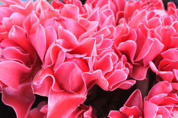 Texture and pattern of Etlingera flower The elatior is beautifully lined.