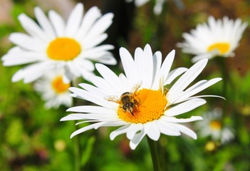 Fototapeta premium fly on flower