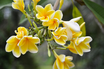 Żółte frangipani © lipkali