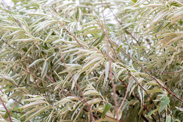 a large green Bush in the background