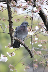Pigeon dans un cerisier