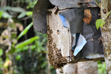 drewniany ul z pszczołami