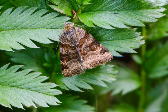 Brown butterfly euclidia glyphica