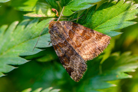 Brown butterfly euclidia glyphica