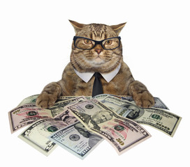 The smart cat in a tie and glasses holds american dollars. White background.