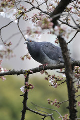 Pigeon dans un cerisier