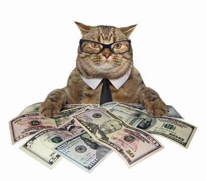 The smart cat in a tie and glasses holds american dollars. White  background. Stock Photo | Adobe Stock