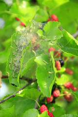 Caterpillars eat leaves of mulberry. Branch with ripe mulberry and Bombyx mori.