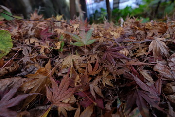 Autumn leaves change colour in Kyoto Japan, Beautiful Landscape garden and wonderful time colourful in nature.