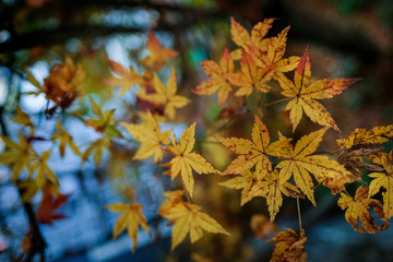 Autumn leaves change colour in Kyoto Japan, Beautiful Landscape garden and wonderful time colourful in nature.