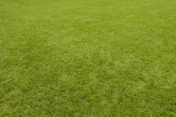 fresh cut green grass backyard / park