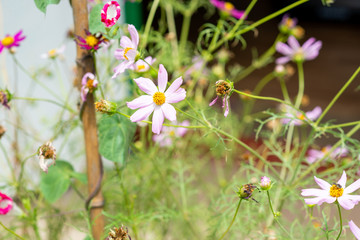 white flowers on grass background