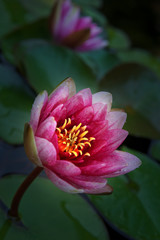 Pink Water lily garden 