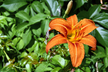 Perle d'acqua sul fiore del giglio