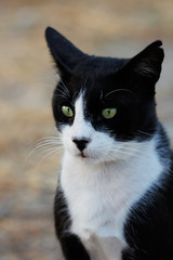 Feral black-white cat in the countryside