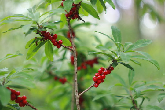 Daphne mezereum red poisonous berries in summer forest, mezereum, spurge laurel, spurge olive,