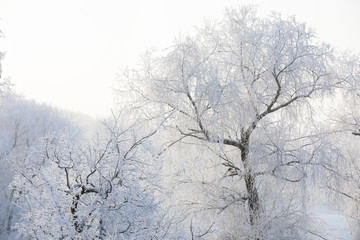 Tops of trees covered with snow in the early morning in the rays of sunlight