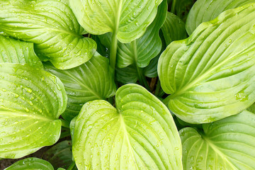 Fototapeta premium Water droplets on large green tropical leaves closeup