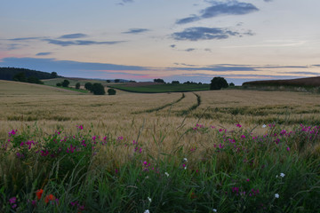 Flower and wheat field at the evening