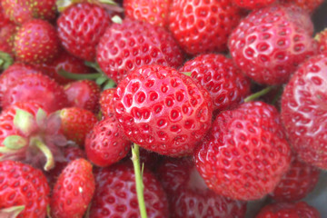 Strawberry red ripe and natural blurred background close-up