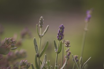 Lavendel