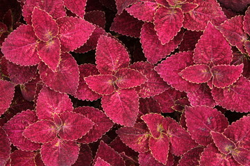 Red leaves background nature texture