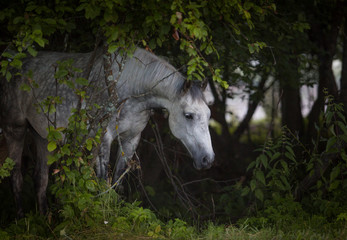 Portrait of a horse in the forest