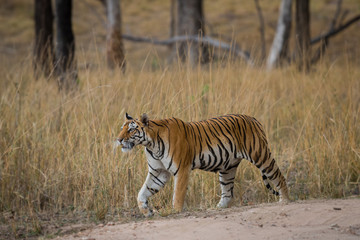 Fototapeta na wymiar A dominant tigress from central forest of india