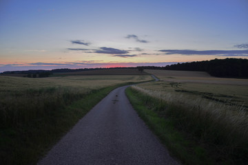 Fototapeta na wymiar wheat field and way - evening impression