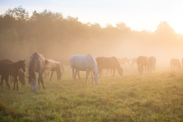Horses at dawn in the fog