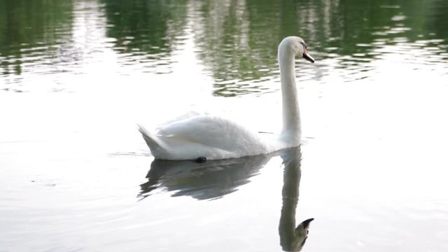 White swan proudly floats on the lake in the early morning