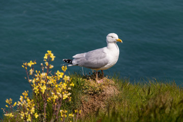 Goéland sur la falaise