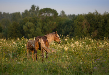 Mare and foal