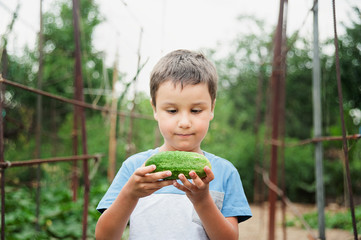 baby collects cucumbers from the garden.
