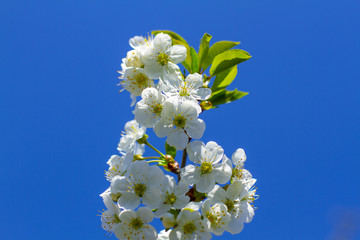 Flowers on a branch of a fruit tree. Flowering tree in spring. Flowering close-up.