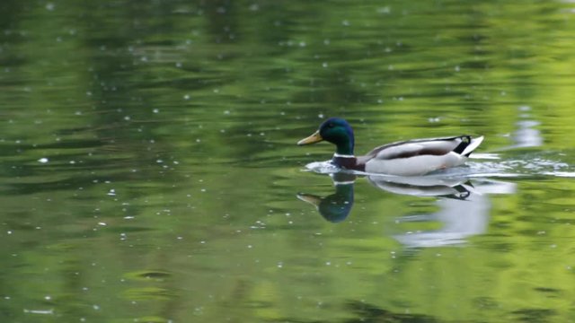 The male duck swims along the lake on a summer morning