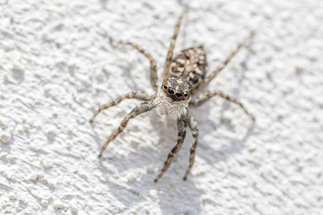 the Salticidae spider