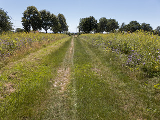 Fototapeta premium Der Streifen mit blühenden Pflanzen am Rand eines Feldes ist wichtig für die Insekten