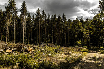 Forest under dramatic clouds