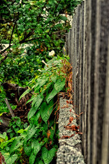 Забор и плющ