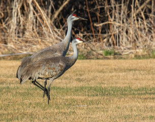 Obraz premium Two Sandhill Cranes Stepping together