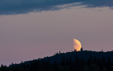 Half moon setting on dark forested ridge - obrazy, fototapety, plakaty