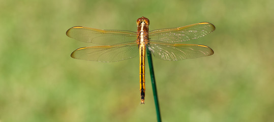 Yellow Dragonfly