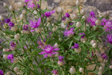 Flowering Thistle on top of Monte Titano in San Marino